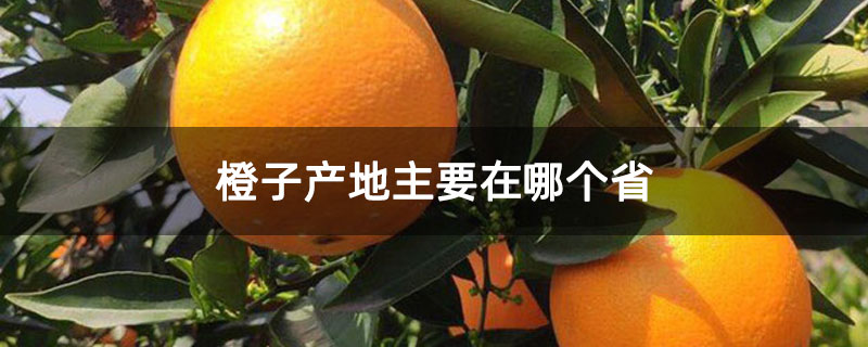 橙子产地主要在哪个省