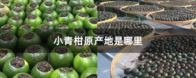 小青柑原产地是哪里