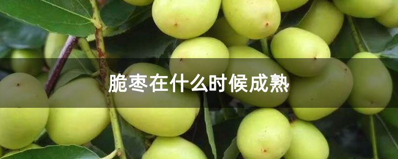 脆枣在什么时候成熟