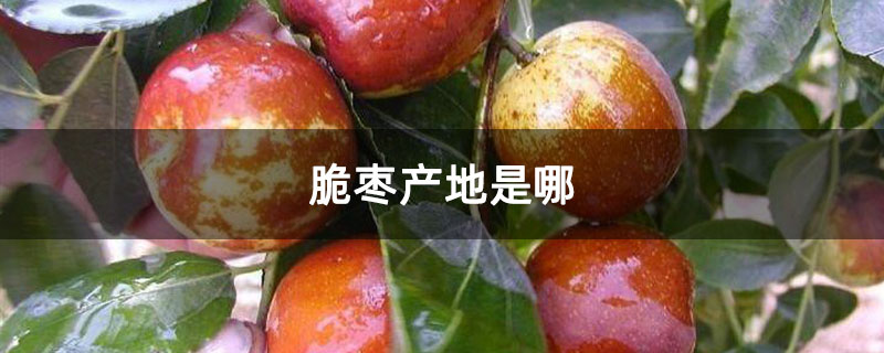 脆枣产地是哪