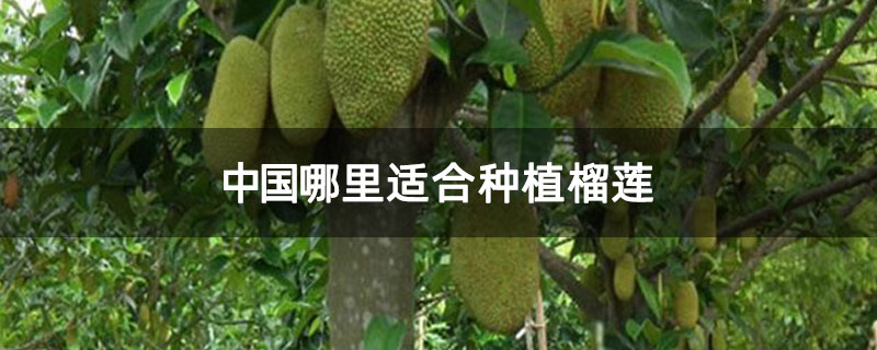 中国哪里适合种植榴莲 中国哪里适合种植榴莲