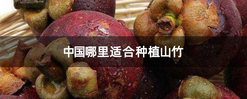中国哪里适合种植山竹
