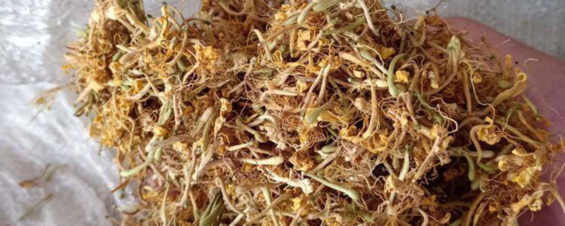 金银花种植前景如何 金银花种植前景如何