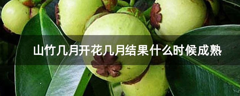 山竹几月开花几月结果什么时候成熟
