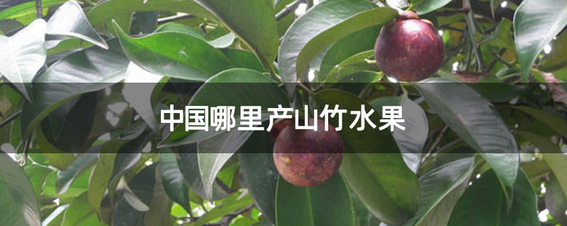 中国哪里产山竹水果