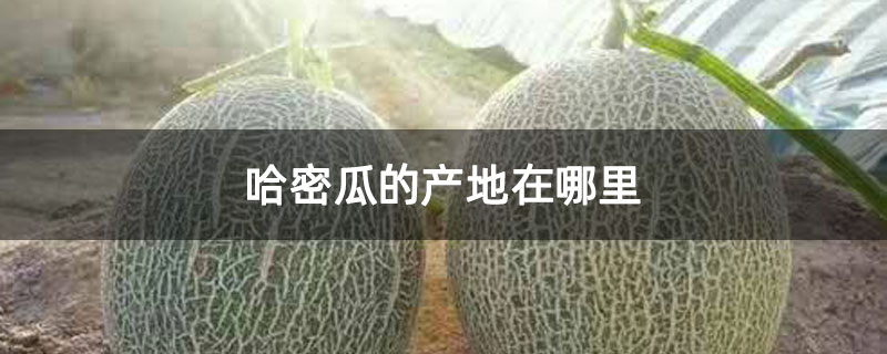 哈密瓜的产地在哪里