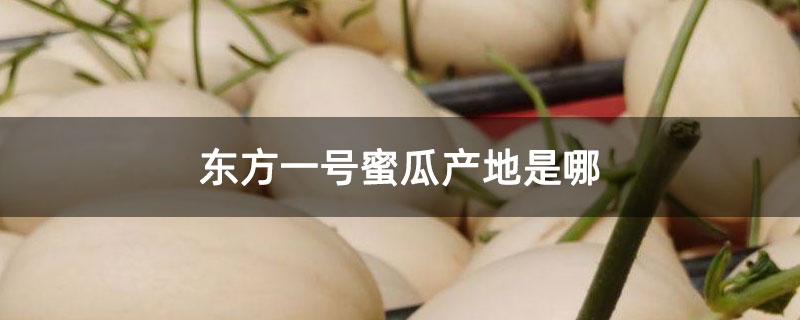 东方一号蜜瓜产地是哪