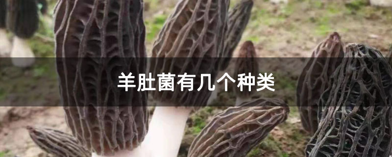 羊肚菌有几个种类