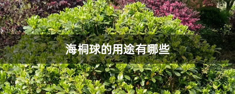 海桐球的用途有哪些
