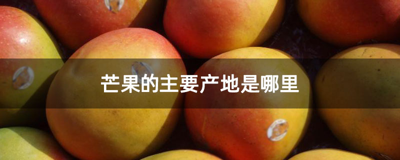 芒果的主要产地是哪里