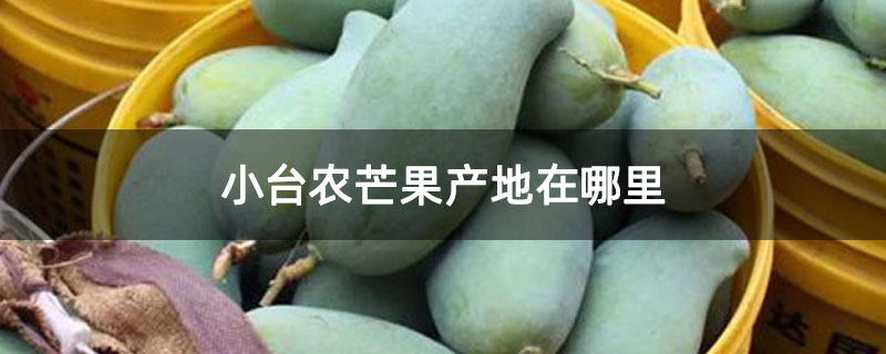 小台农芒果产地在哪里
