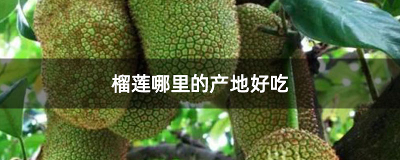 榴莲哪里的产地好吃