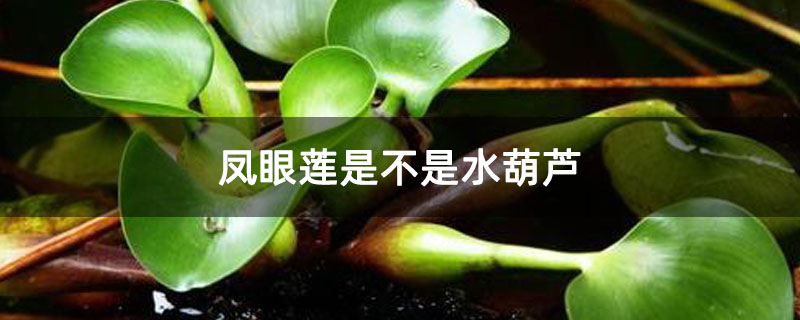 凤眼莲是不是水葫芦