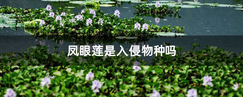 凤眼莲是入侵物种吗
