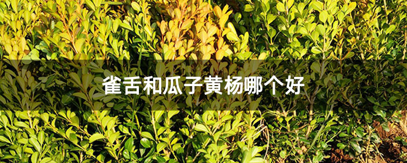 雀舌和瓜子黄杨哪个好