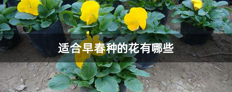 适合早春种的花有哪些