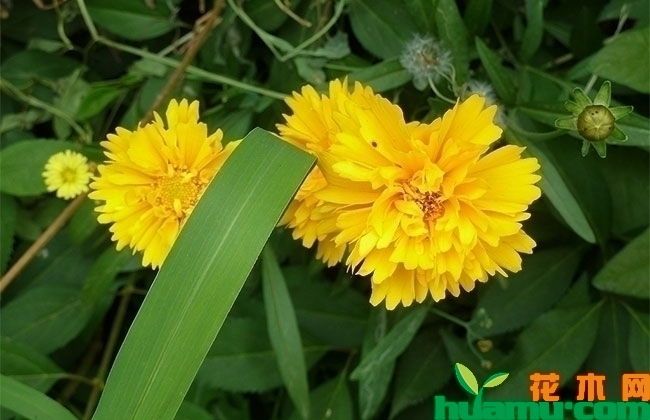 金鸡菊什么时候播种?金鸡菊如何播种？