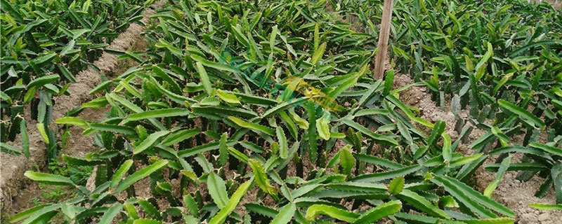 火龙果种植前景如何 火龙果种植前景如何