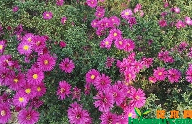 荷兰菊 荷兰菊