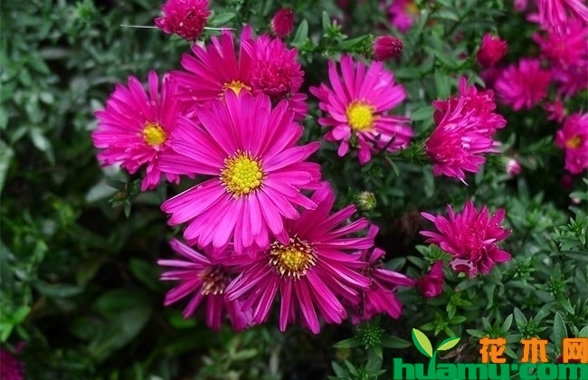 荷兰菊 荷兰菊