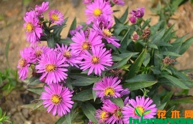 荷兰菊 荷兰菊