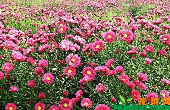 荷兰菊 荷兰菊