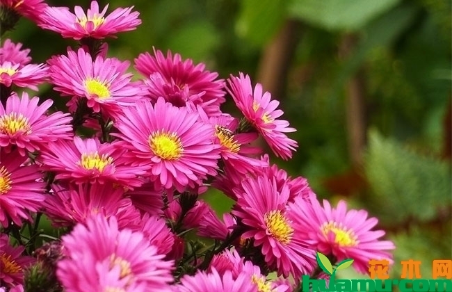 荷兰菊 荷兰菊