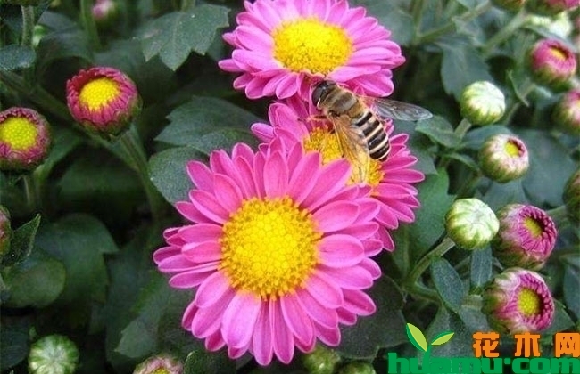 荷兰菊
