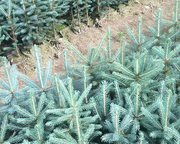 蓝杉