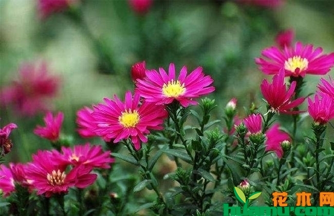 荷兰菊 荷兰菊