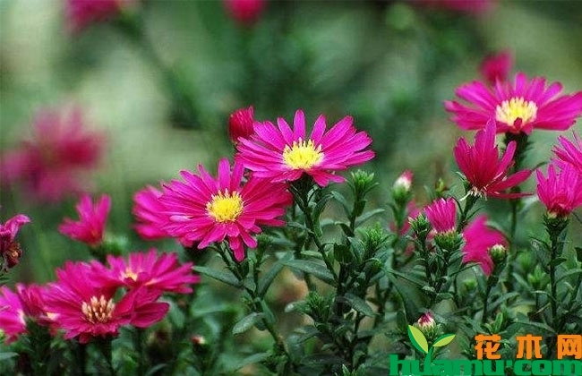 荷兰菊