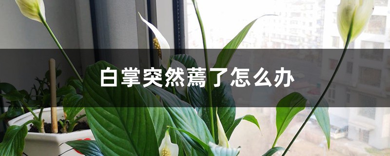 白掌突然蔫了怎么办
