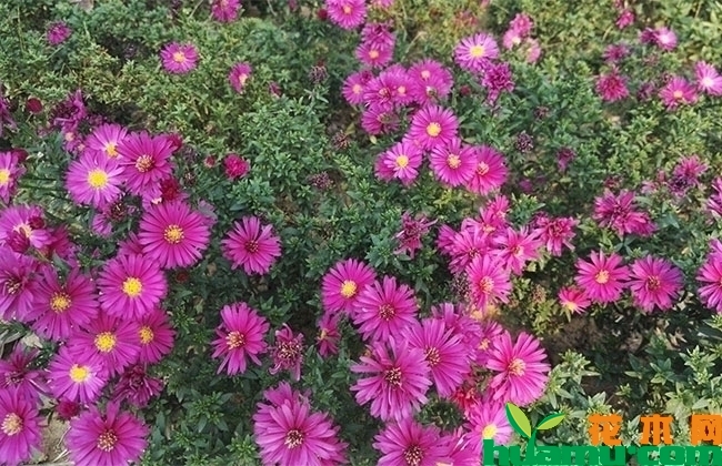 荷兰菊