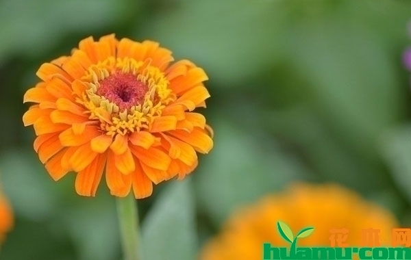 百日草花什么时候播种