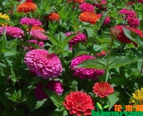 百日草花