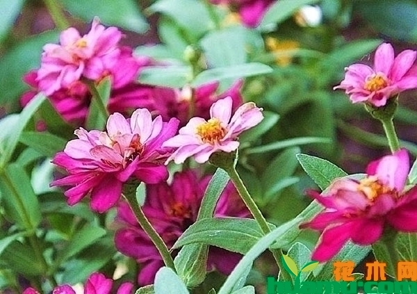 百日草花