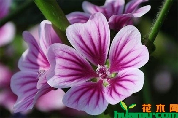 锦葵花