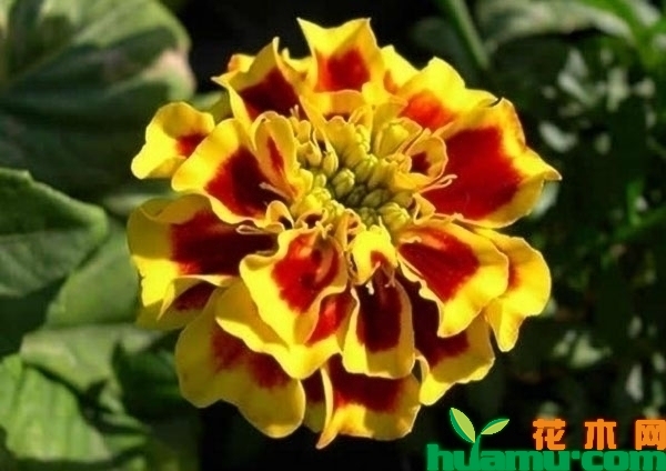 百日草花