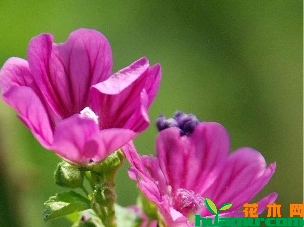 锦葵花