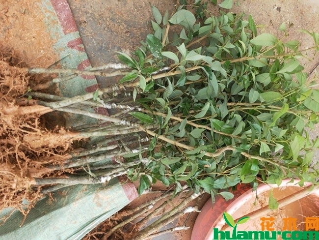 荔枝 荔枝