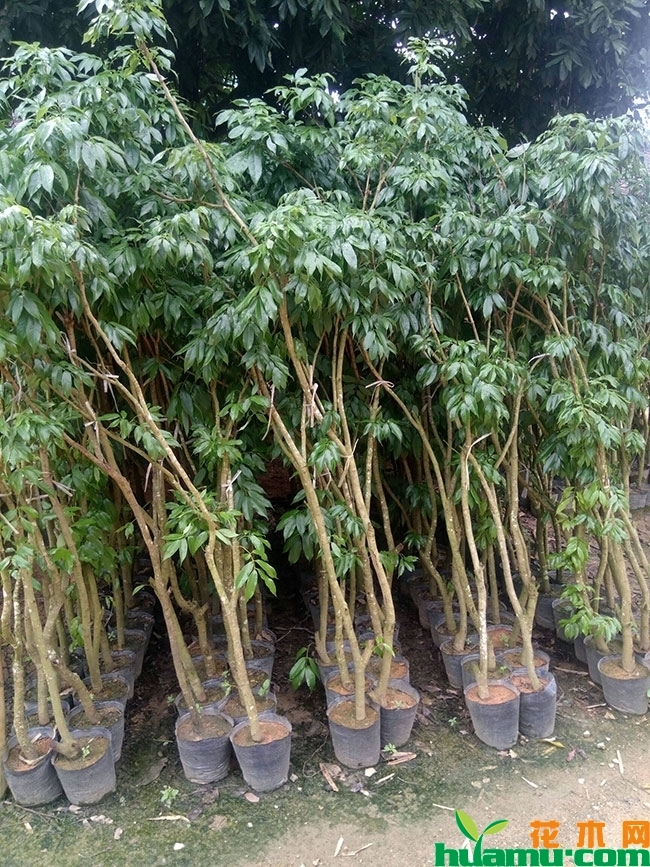 荔枝 荔枝