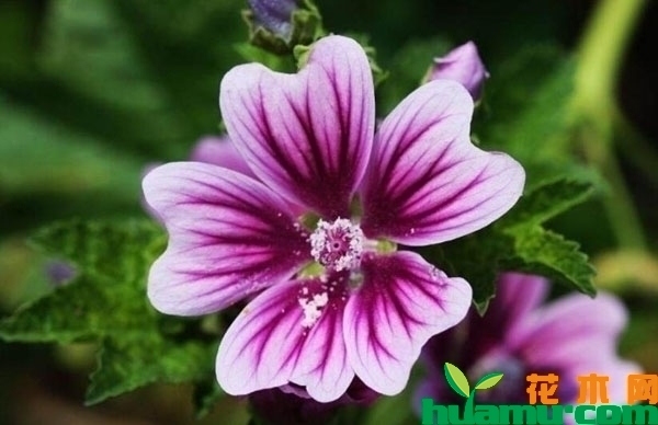 锦葵花