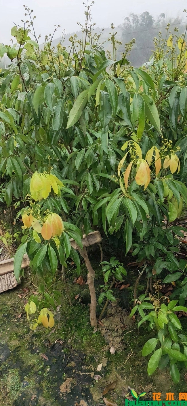 荔枝 荔枝