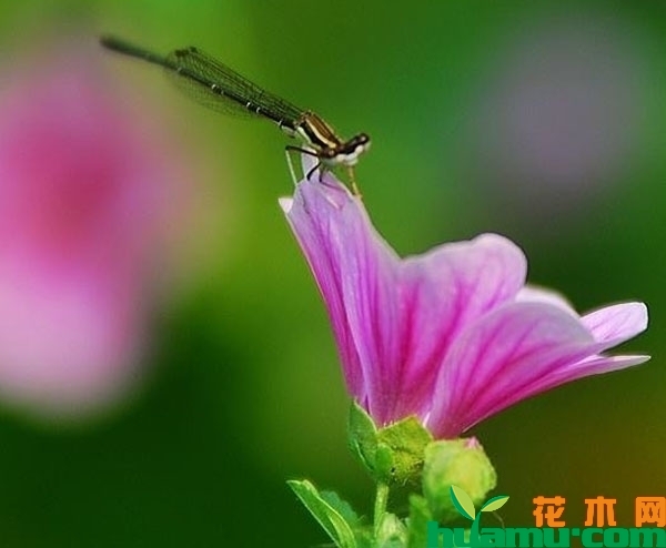 锦葵花