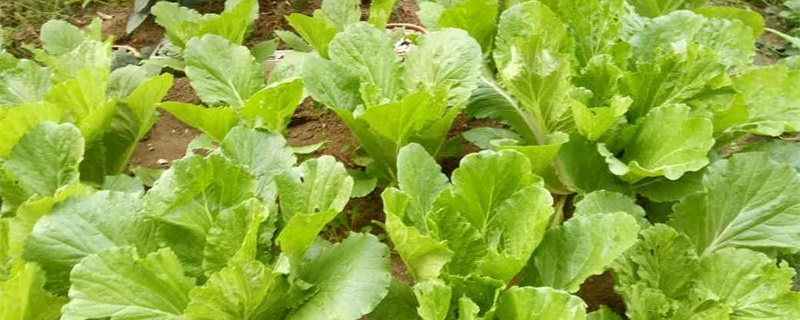 如何在家种白菜，用花盆种白菜的方法