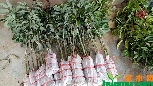 荔枝 荔枝