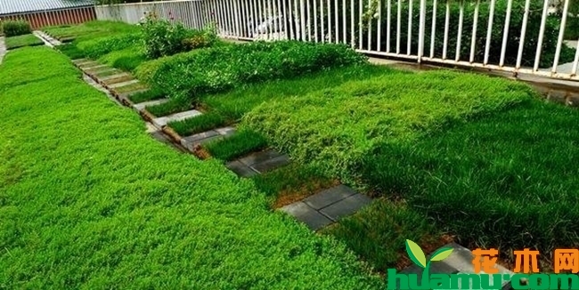 佛甲草屋顶绿化实拍图片.jpg