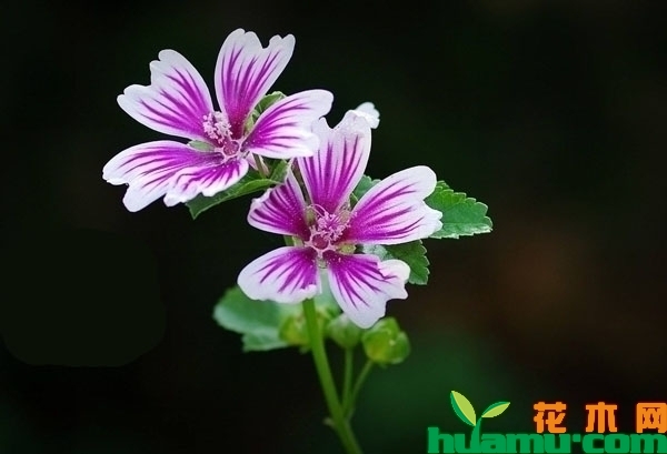 锦葵花语