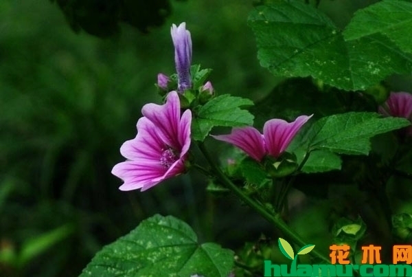 锦葵花的功效与作用