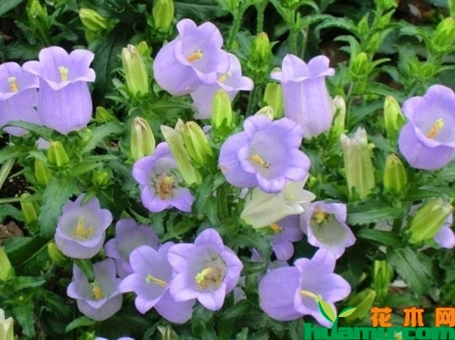 风铃草什么时候播种?